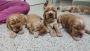 Cocker Spaniel Puppies For Sale