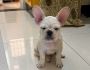 French Bulldog Puppies For Sale