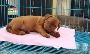French Mastiff Puppies For Sale