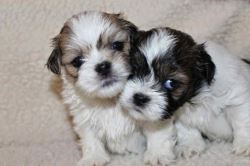 Lhasa Apso Puppies For Sale