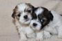 Lhasa Apso Puppies For Sale Lhasa Apso Puppies For Sale