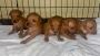 Miniature pinscher Puppies For Sale Miniature pinscher Puppies For Sale