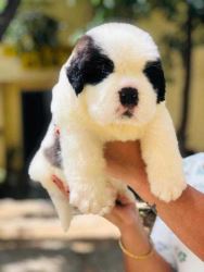 Saint Bernard Puppies For Sale