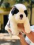 Saint Bernard Puppies For Sale Saint Bernard Puppies For Sale