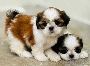 Shih Tzu Puppies For Sale In Faridabad Shih Tzu Puppies For Sale In Faridabad