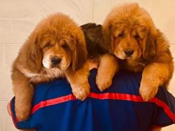 Tibetan Mastiff Puppies For Sale