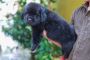 Newfoundland Puppies For Sale Newfoundland Puppies For Sale