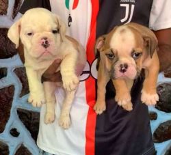 British bulldog Puppies For Sale