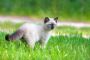 Siamese Kitten For Sale In Patna Siamese Kitten For Sale In Patna