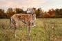 Rampur Hound Puppies For Sale In