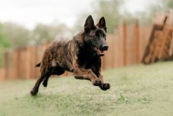 Dutch Shepherd Puppies For Sale