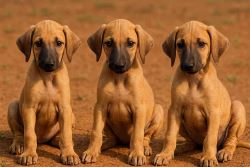Mudhol Hound Puppies For Sale