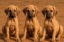 Mudhol Hound Puppies For Sale