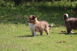 Rough Collie Puppies For Sale