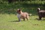 Rough Collie Puppies For Sale