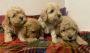 Cockapoo Puppies For Sale