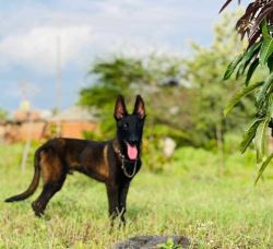 Belgian Malinois Puppies For Sale