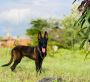 Belgian Malinois Puppies For Sale
