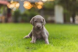 Weimaraner Puppies For Sale