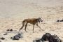 Rampur Hound Puppies For Sale Rampur Hound Puppies For Sale