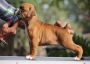 Boxer Puppies for Sale