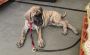 Great Dane Puppies For Sale Great Dane Puppies For Sale