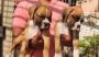 Boxer Puppies for Sale
