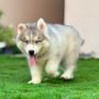Siberian Husky Puppies For Sale
