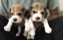 Beagle Puppies for Sale