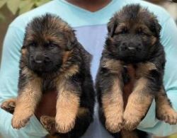 German Shepherd Puppies for Sale