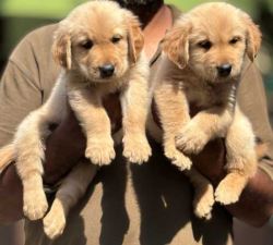 Golden Retriever Puppies for Sale