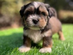 Lhasa Apso Puppies for Sale