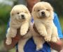 Chow Chow Puppies for Sale