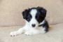 Border Collie Puppies for Sale