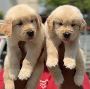 Golden Retriever Puppies For Sale