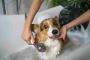 Dog Grooming In Bangalore