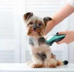 Dog Grooming In Delhi