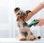 Dog Grooming In Delhi