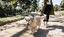 Dog Walking Services