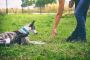 Dog Training In Chennai