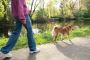 Dog Walking In Chennai