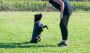 Dog Training In Hyderabad
