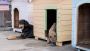 Dog Hostel In Hyderabad