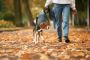 Dog Walking In Hyderabad