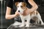 The Most Reliable Pet Groomers in Gold Coast