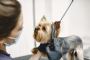 Discover the Most Reliable Dog Groomers in Ashmore Today