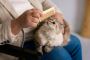 MOMOGOGO Offers Affordable Cat Grooming in Parkwood