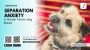 Separation Anxiety in Border Terriers: 5 Tips for a Happy Do Separation Anxiety in Border Terriers: 5 Tips for a Happy Do