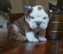 Super Adorable English Bulldog Puppy