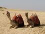 Best camel trekking in morocco From Morocco Luxe Tours